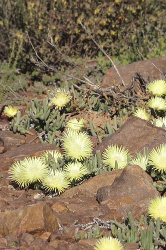 Image of Cephalophyllum loreum by (c) Karen Eichholz, some rights reserved (CC BY)