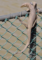 Varanus bengalensis