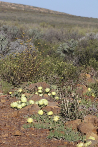 Image of Thong Starfig by (c) Karen Eichholz, some rights reserved (CC BY)