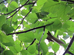 Coccyzus erythropthalmus