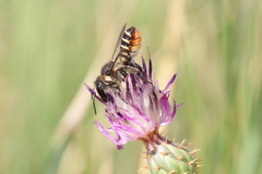 Megachile pilicrus