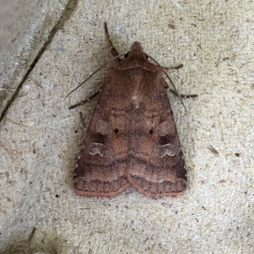 Small Square-spot