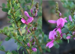 Indigofera denudata