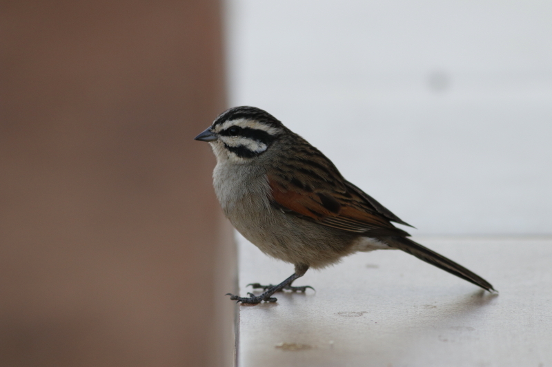 Cape Bunting illustration