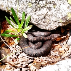 Vipera aspis aspis