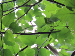 Coccyzus erythropthalmus