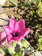 Babiana blanda