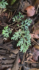 Selaginella doederleinii