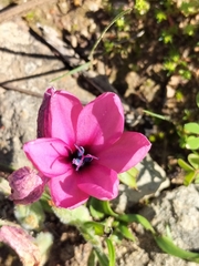 Babiana blanda
