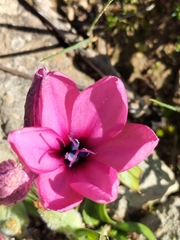 Babiana blanda