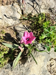 Babiana blanda