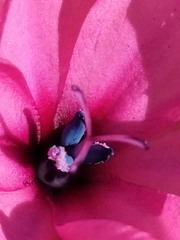 Babiana blanda