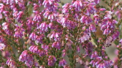 Erica rosacea