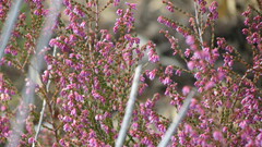 Erica rosacea