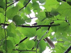 Coccyzus erythropthalmus