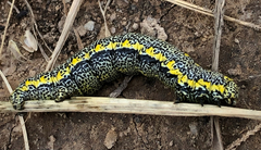 Lycia alpina