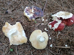 Russula integra