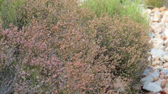 Erica rosacea