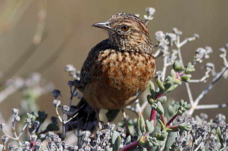Cape Clapper Lark (Corypha apiata)