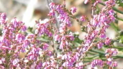 Erica rosacea