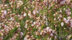 Erica rosacea