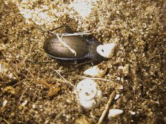 Carabus macrocephalus