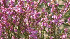Erica rosacea