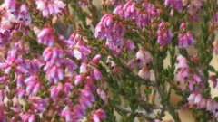 Erica rosacea