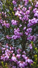 Erica rosacea