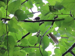 Coccyzus erythropthalmus