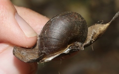 Helminthoglypta sanctaecrucis