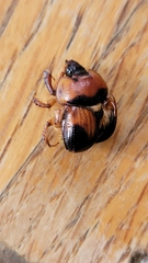 Bolbocerosoma farctum