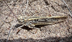 Trimerotropis agrestis