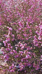Erica rosacea
