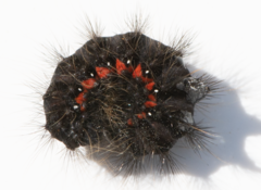 Acronicta menyanthidis