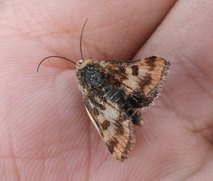 Schinia cardui