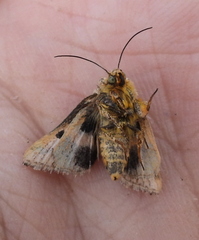 Schinia cardui