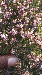 Erica rosacea
