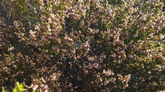 Erica rosacea