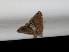 Eulithis molliculata