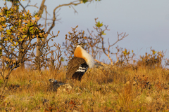 Denham's Bustard photo 4