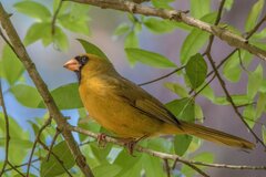 Cardinalis cardinalis