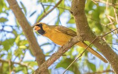 Cardinalis cardinalis