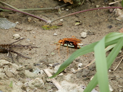 Batozonellus annulatus