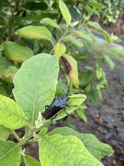 Solenoptera
