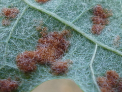 Colomerus vitis