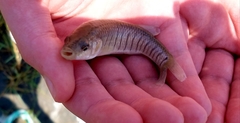 Fundulus similis