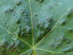 Colomerus vitis