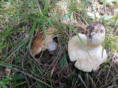 Russula viscida