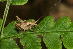 Aglaothorax morsei santacruzae